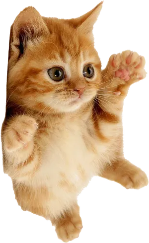 Playful Orange Kitten Paw Up PNG image