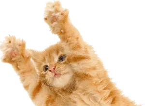 Playful Orange Kitten Raising Paws PNG