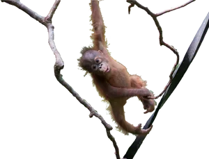 Playful Orangutan Branch Hang PNG image