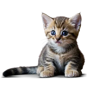 Playful Paws Kitten PNG Rbp43 PNG