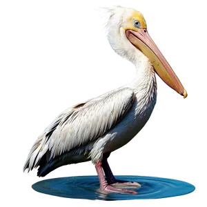 Playful Pelican In Water PNG 06242024 PNG