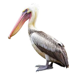 Playful Pelican In Water PNG 06242024