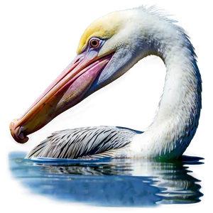 Playful Pelican In Water PNG Ggp PNG