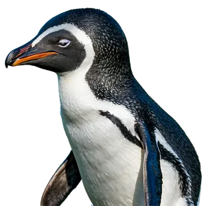 Playful Penguin PNG 05062024