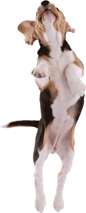 Playful Puppy Jumping PNG
