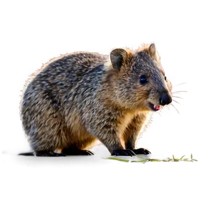Playful Quokka Pose PNG 06242024 PNG