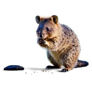 Playful Quokka Pose PNG 16 PNG