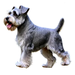 Playful Schnauzer Png Scx96 PNG image