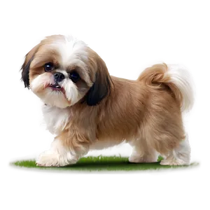 Playful Shih Tzu In Yard PNG Ajb4 PNG