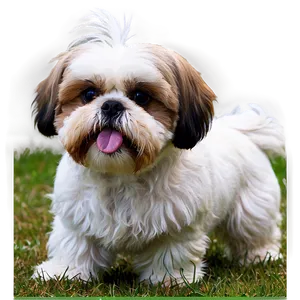 Playful Shih Tzu In Yard PNG Pvb