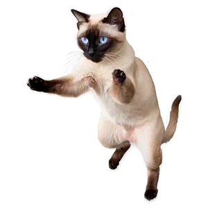 Playful Siamese Cat Jumping PNG Ltt