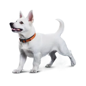 Playful White Dog Png 06262024 PNG image