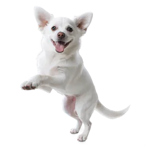 Playful White Dog Png Irg PNG image