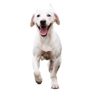Playful White Dog PNG Rqa56 PNG