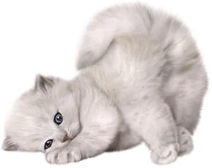 Playful White Kitten Lying Down