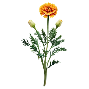 Pleasing Marigold Art PNG 79
