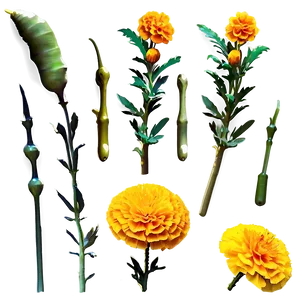 Pleasing Marigold Art Png Crl56 PNG image