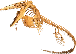 Plesiosaur Skeleton Fossil PNG