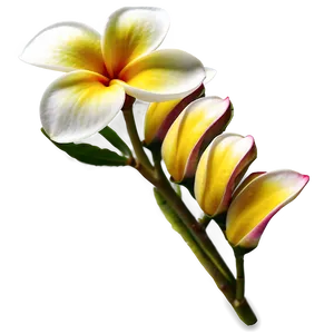 Plumeria A PNG image