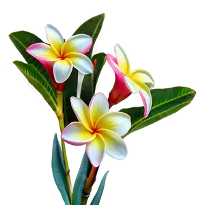 Plumeria Arrangement PNG 11