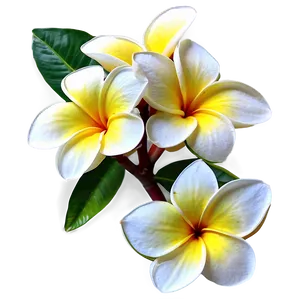 Plumeria Arrangement PNG Blj8 PNG