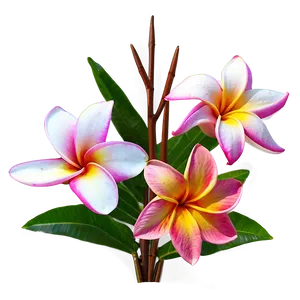 Plumeria Arrangement PNG Cfg10 PNG