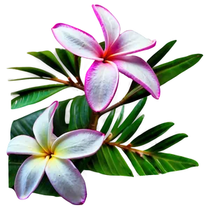 Plumeria Arrangement PNG Nnf58 PNG