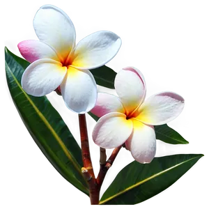 Plumeria Art PNG 6