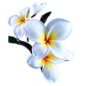 Plumeria Art PNG Ehm45 PNG