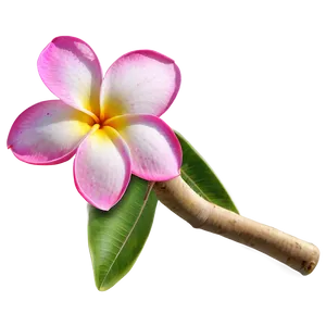 Plumeria B PNG image