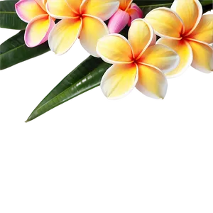 Plumeria Beauty PNG 06272024