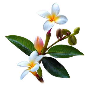 Plumeria Beauty PNG 20