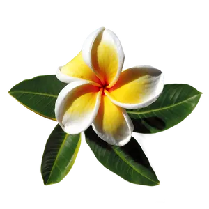 Plumeria Beauty PNG Gas85 PNG