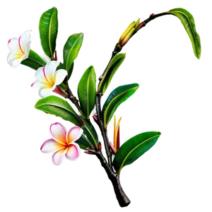 Plumeria Branch Png 06272024 PNG image