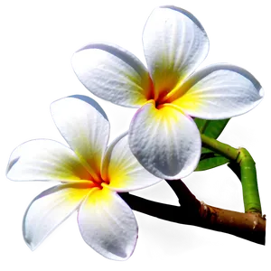 Plumeria Branch Png 43 PNG image