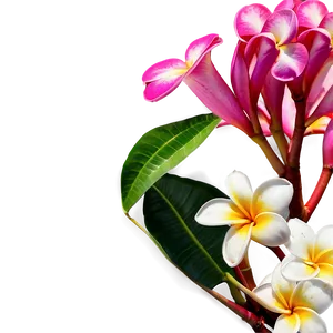 Plumeria C PNG image