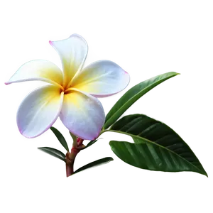 Plumeria Clipart Png 20 PNG image