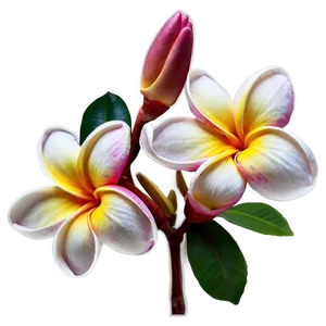 Plumeria Drawing PNG 77