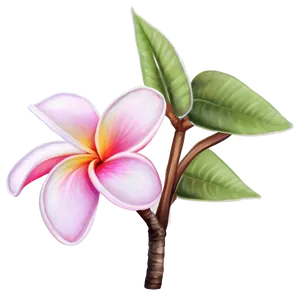 Plumeria Drawing PNG Oyr