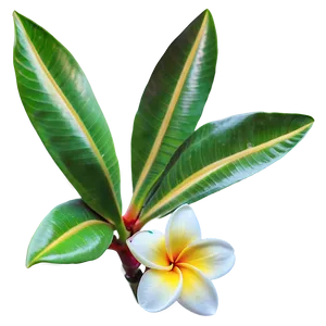 Plumeria Flower Png 06272024 PNG image