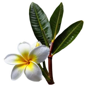 Plumeria Flower Png Kyh91 PNG image