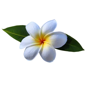 Plumeria Flower Png Woe58 PNG image