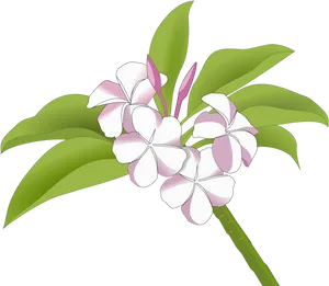 Plumeria Flowers Illustration PNG image