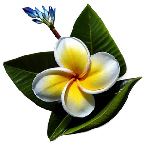 Plumeria Frangipani Png 06272024 PNG image