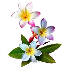 Plumeria Frangipani Png 86 PNG image