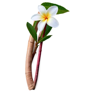 Plumeria Frangipani Png Fsp PNG image