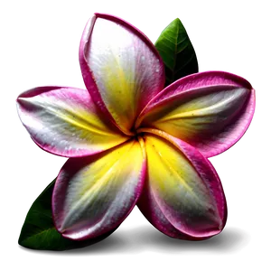Plumeria Icon PNG Njp