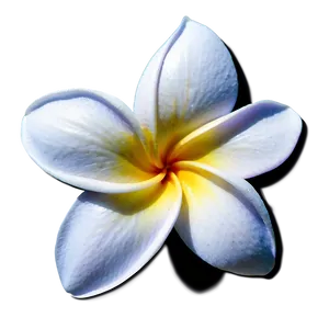 Plumeria Icon PNG Qfk