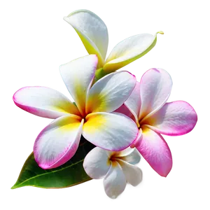 Plumeria Outline PNG 06272024