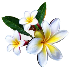 Plumeria Outline PNG 55